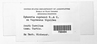 Peyronellaea obtusa image